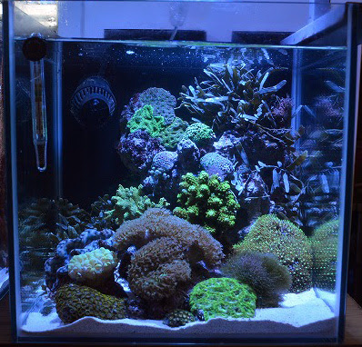 レイアウトコンテストを終えて 生麦海水魚センター