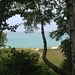 Lake Michigan through the trees