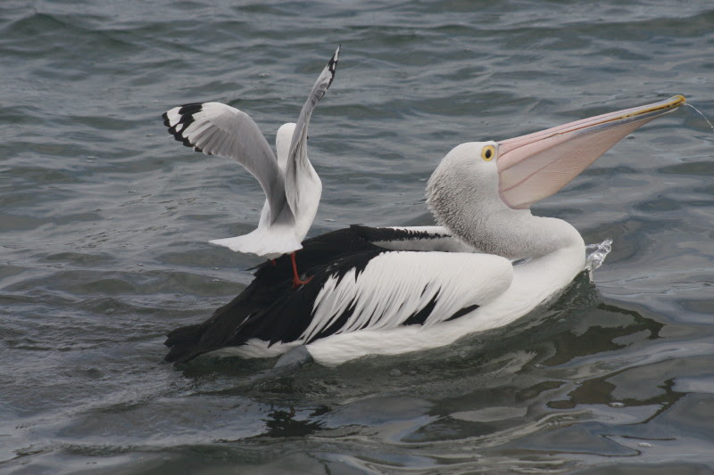 Pelicans on the lake