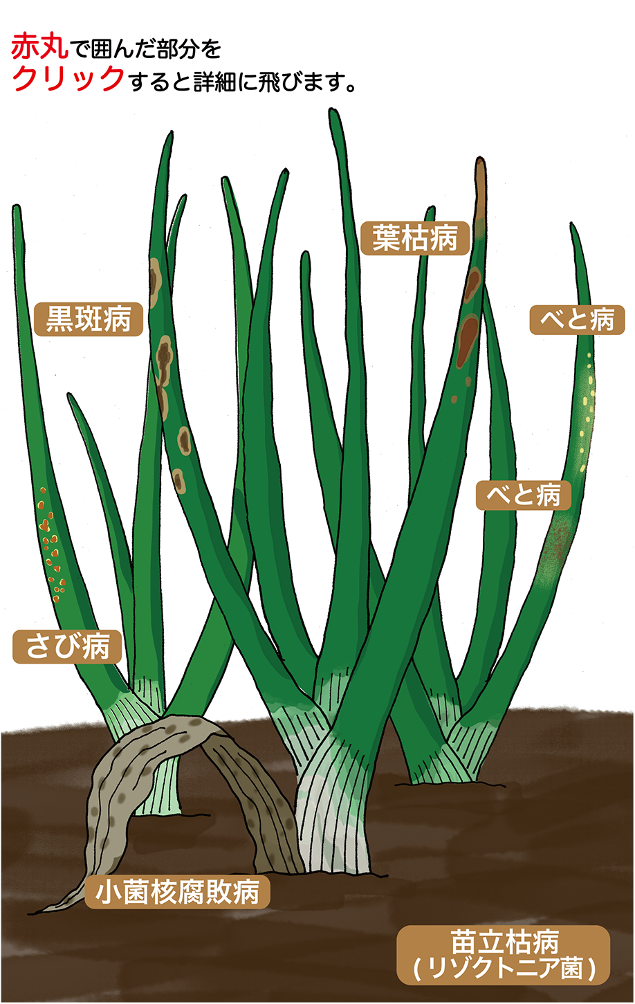 ねぎ わけぎの病害と防除 ダコニール1000
