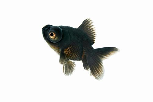 金魚の種類 出目金 小さな巨人と ささやかな出来事
