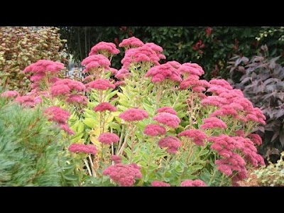 How to propagate Sedum 'Stonecrop' succulent plants