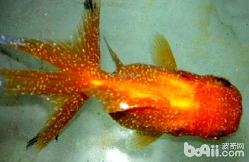 金鱼身上长白点 金鱼身上长白点怎么办 浙江省小动物保护协会