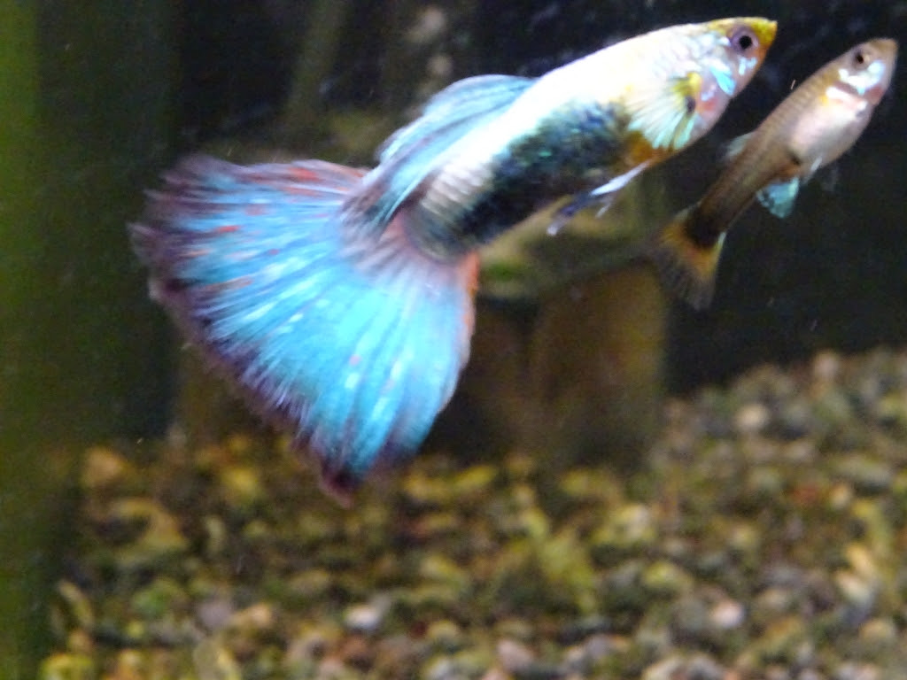 最近のグッピー状況 模型工房あとりえピクタ