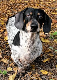 Beloved Joey - December 23, 2000 - February 7, 2013