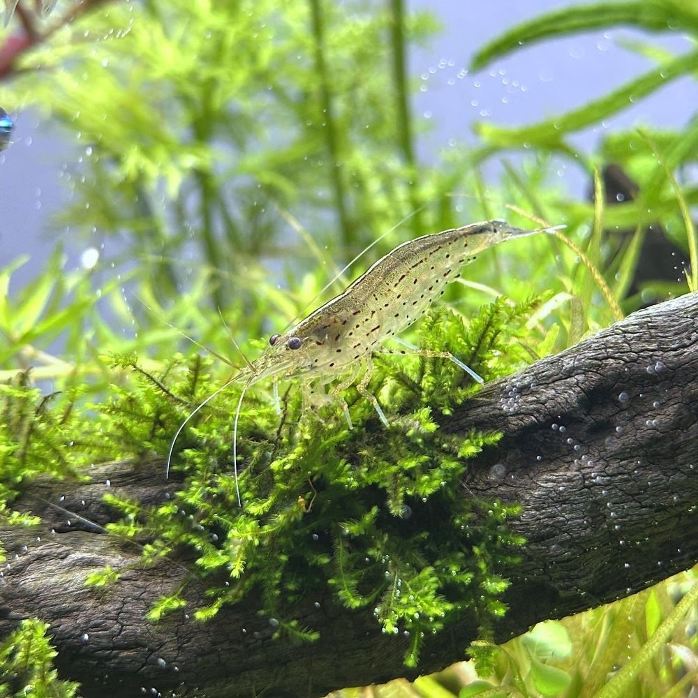 アクアリウムの人気者エビ シュリンプ の種類や飼い方 注意点など アクアリウムの始め方