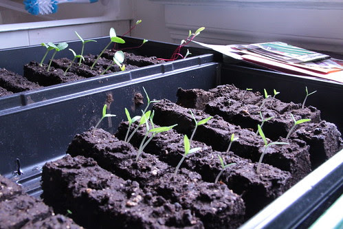 Seedlings