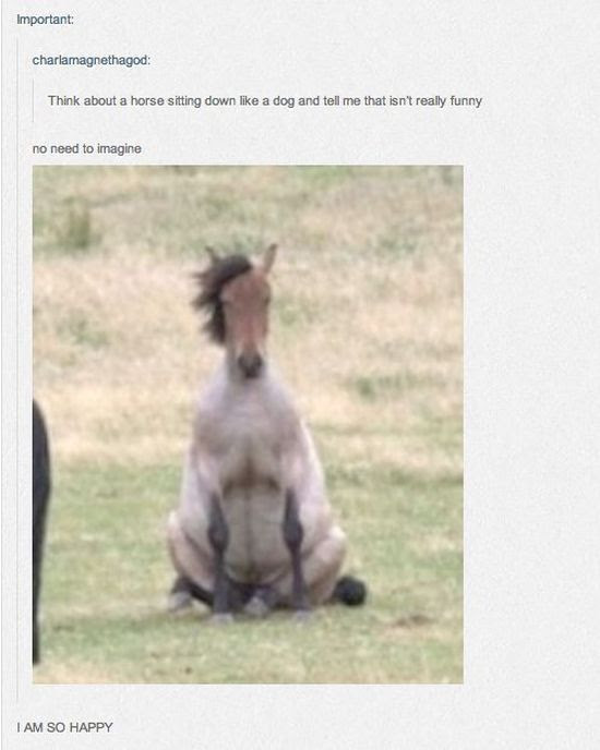 Hilarious Animal Posts on Tumblr