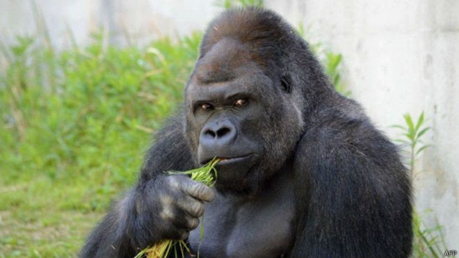 Shabani faz as japonesas suspirarem e virou um objeto de desejo e admiração no país. (Foto: AFP/BBC)