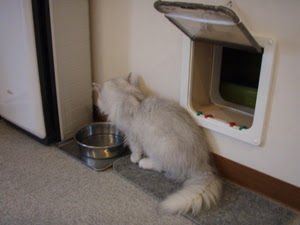 麻生猫カフェ 福猫茶房 みつけた パカラ探検隊