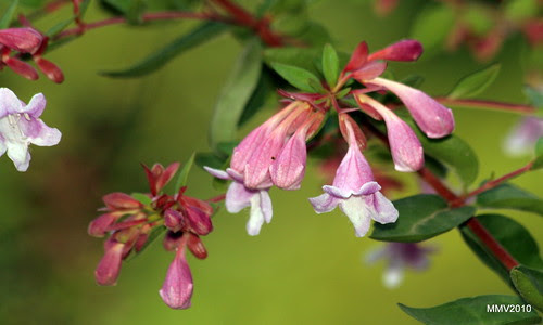 fotos de plantas y flores