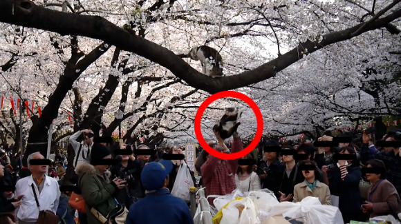 銀座の看板で猫が寝ているのは猫おじさんによる愉快犯だが何度警官に絞られても懲りないらしい 原宿 表参道 Jp