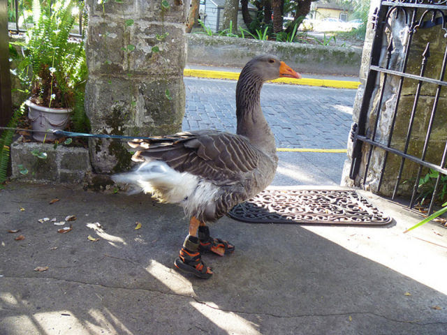 Fashion Goose
