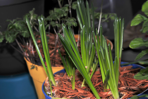 Will they bloom???