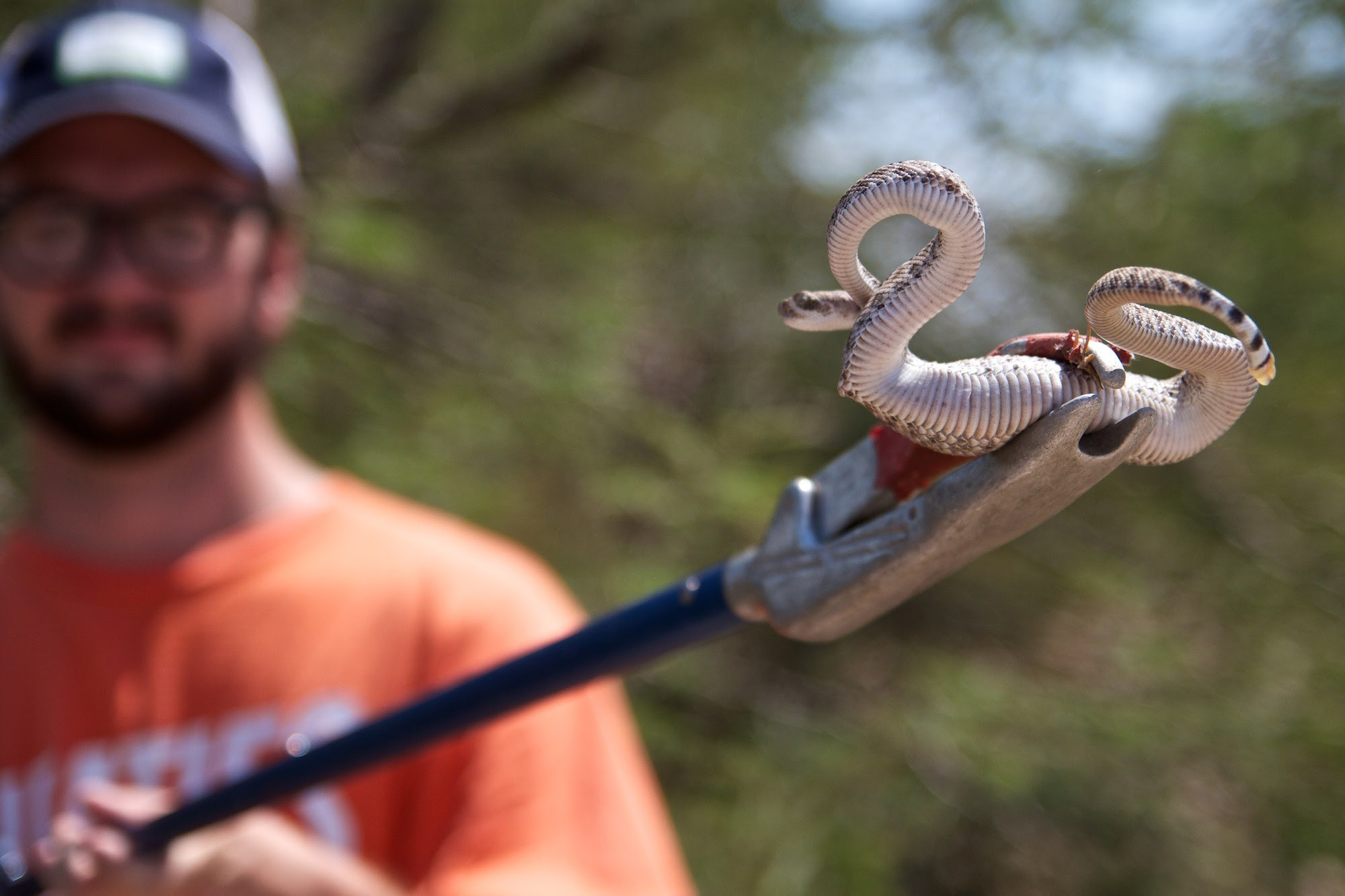 You Don T Hear Them Silent Baby Rattlers Pose Risks For The Unsuspecting Cronkite News