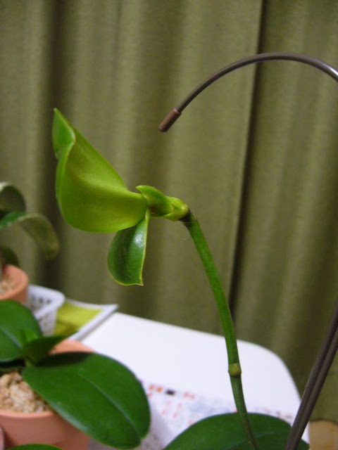 胡蝶蘭の育て方q A 胡蝶蘭の愛華園芸