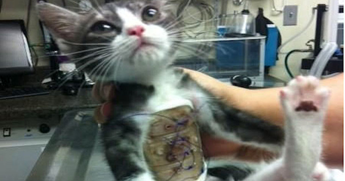 This Cat Was Born Without A Rib Cage Pictures, Photos 