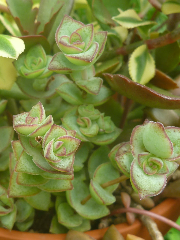 クラッスラ パーフォレータ コンジュンクタ