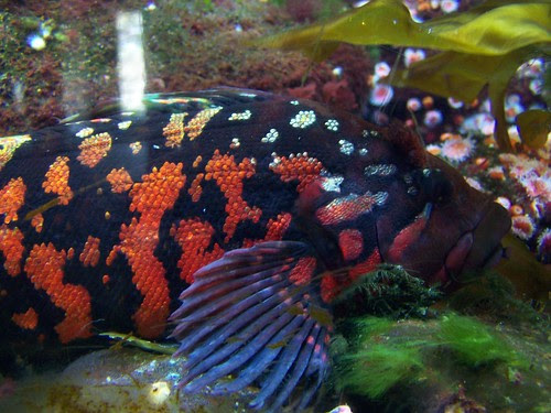 Rainbow Fish