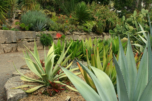 yucca anchor
