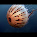 Meduza Ne Deti Free