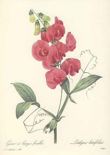 ルドゥーテ069 赤いスイートピー