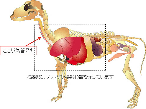 あいの動物病院治療成績１