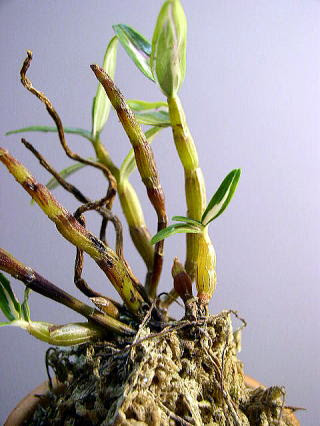 長生蘭 石斛 りき丸城 栽培管理 植替え