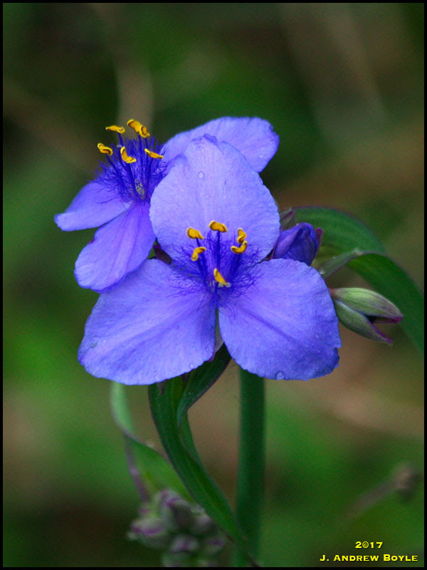 Spider Wort Spider Wort