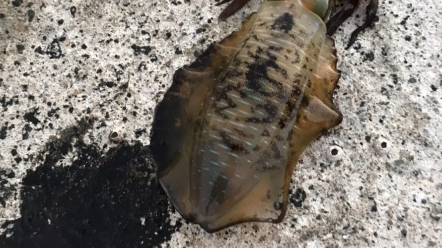 日本海京都丹後の夏イカエギングでアオリイカとシオ カンパチ釣行 釣果 ８月 夏のヒラマサ情報もあるよ ヒラマサとアオリイカを求めて