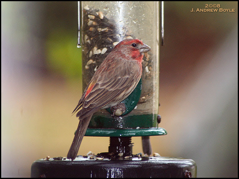 House Finch