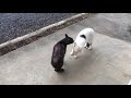 【人気ダウンロード！】 猫 発情期 オス 行動 120000-猫 発情期 オス 行動