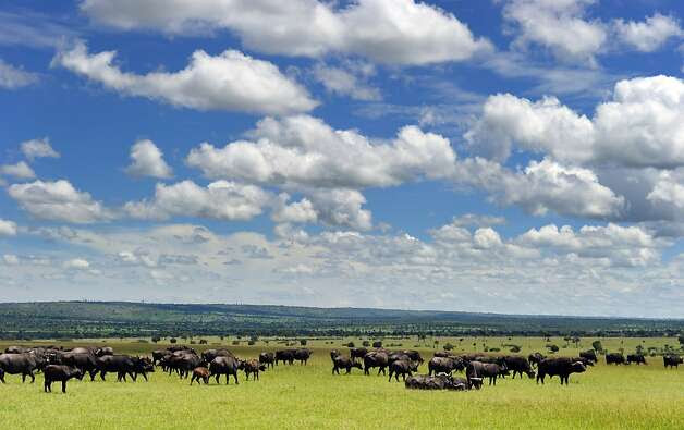 The annual movement of wildebeests, Thomson's gazelles and zebras from Tanzania's Serengeti to Kenya's Maasai Mara from July to October is known as the "Great Migration." Photo: Kenya Tourist Board / SF