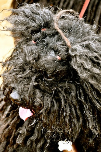 モップ犬 ハイディはオーストラリアン ラブラドゥードル