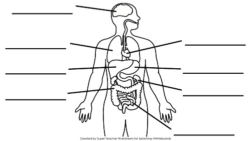 Free Blank Body, Download Free Clip Art, Free Clip Art on ...