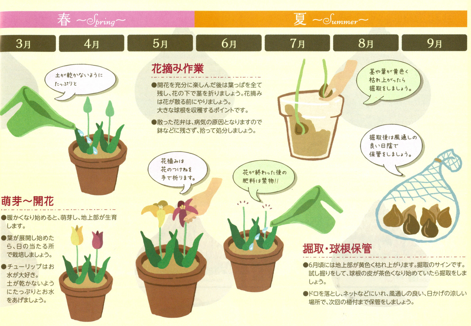 プロが教えるチューリップの育て方と楽しみ方 総集編 Tulip Handbook チューリップ球根ブログ