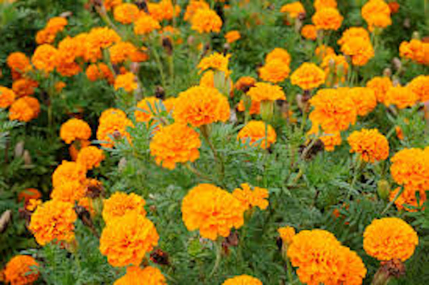 マリーゴールドの食害 葉っぱがなくなる原因とは 植物navi