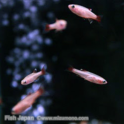 ゴールデン アルジイーター アカヒレの仲間 コイ ドジョウ系 熱帯魚図鑑 熱帯魚のことなら みずものコム