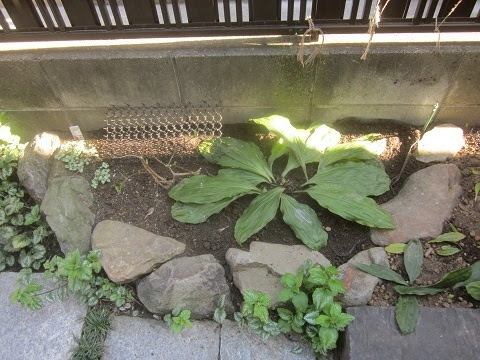 エビネ蘭2種類 新芽とツボミと植え替え 猫と園芸