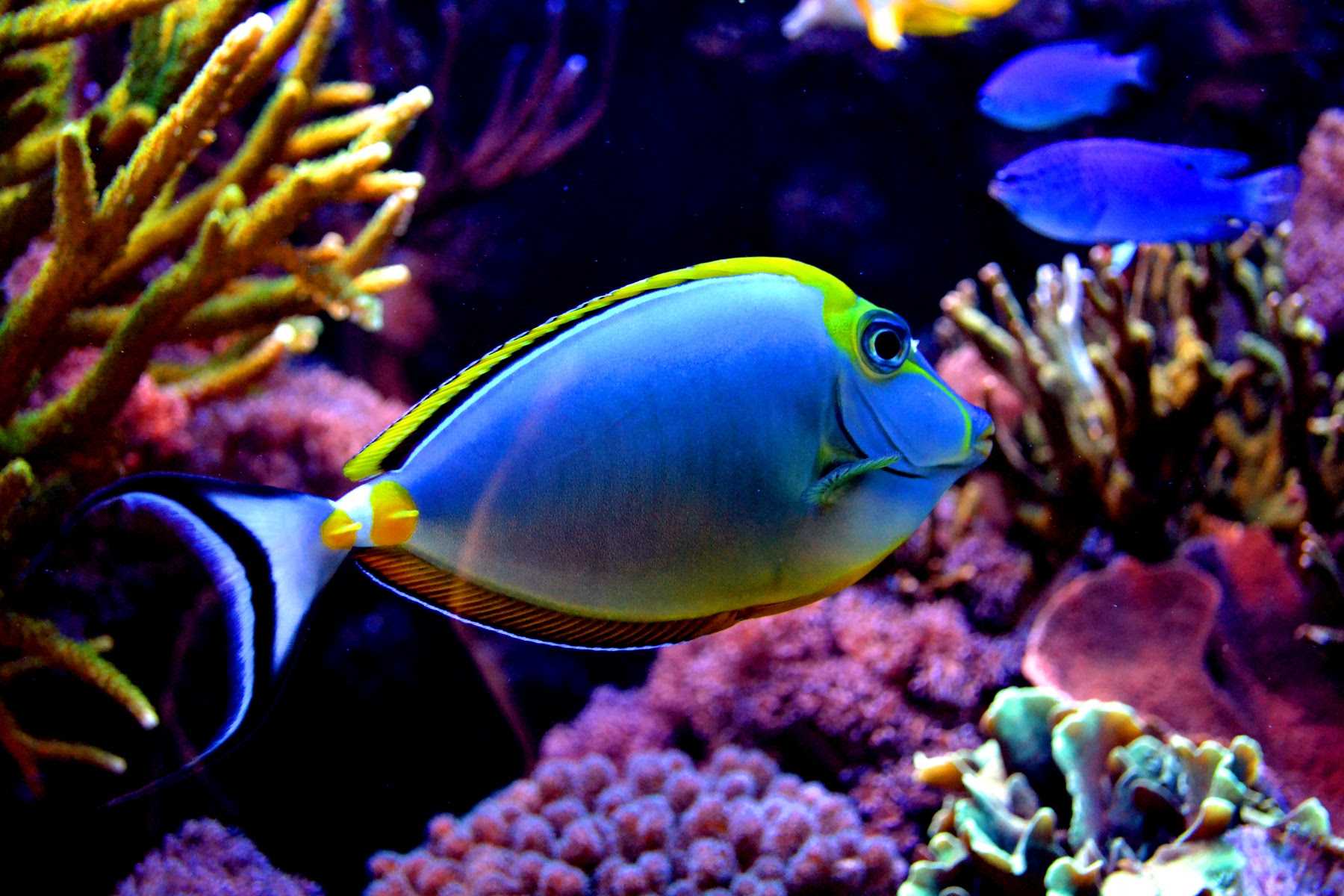 Colorful Fish Ii By Xbiscuits On Deviantart Coloring Wallpapers Download Free Images Wallpaper [coloring654.blogspot.com]