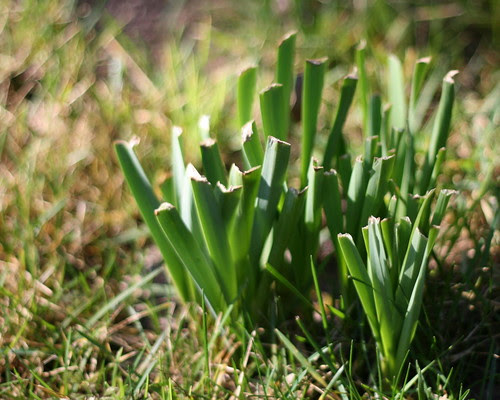 Sprouting Bulbs