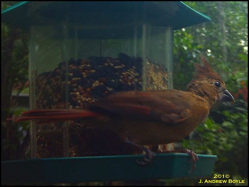 Northern Cardinal