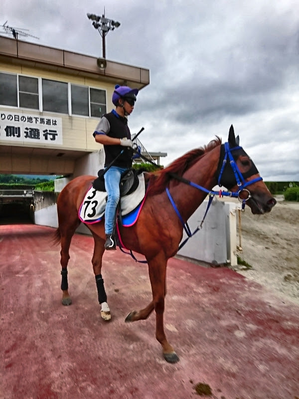 高橋義忠厩舎 高橋義忠厩舎 スタッフブログ