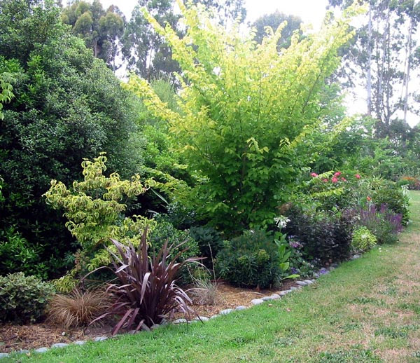 red elm tree pictures. elm tree border