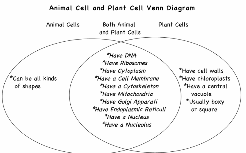 Animal And Plant Cells Cells