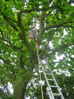 Tree_climbing