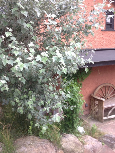 銀泥 ぎんどろ の木 シンボルツリー W800と花たちの日記