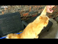 Pet the cat Funny cat wants caress constantly