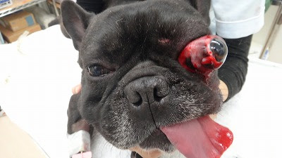 フレンチブルドッグの眼球突出 愛知県で犬の診療が土日祝日も可能な動物病院はもねペットクリニック