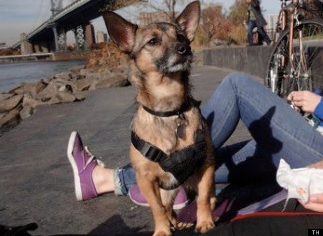NYC Dogs For Adoption: BARC, Brooklyn Animal Resource ...